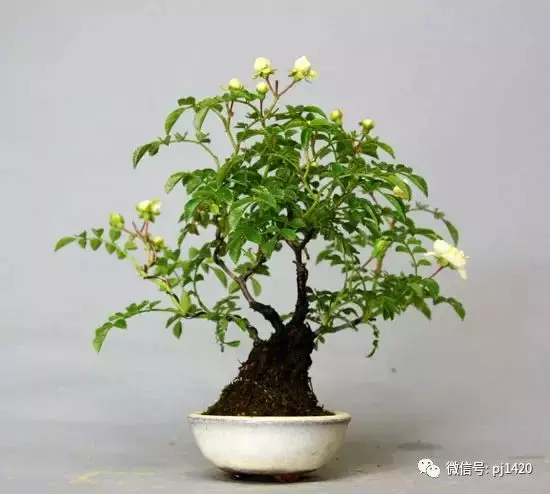 天下花木美,美極了!