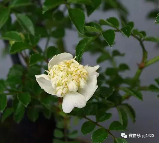 天下花木美,美極了!