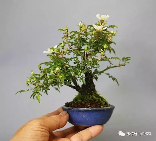 天下花木美,美極了!