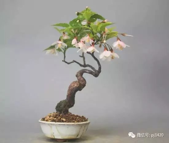 天下花木美,美極了!
