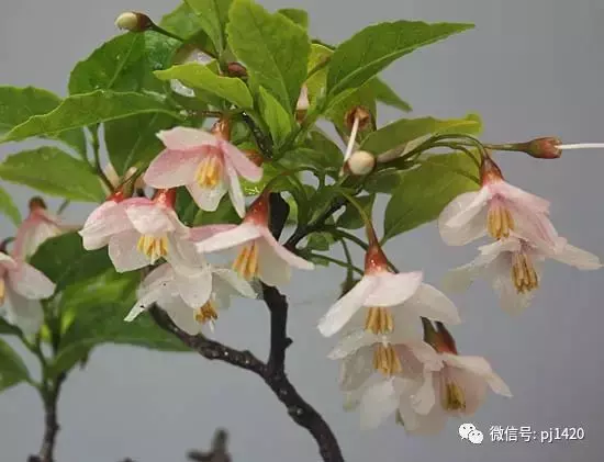 天下花木美,美極了!