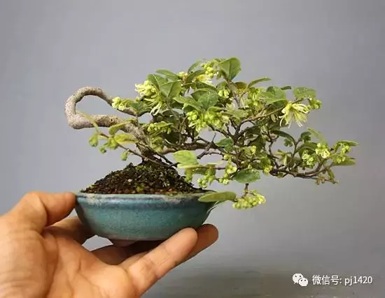 天下花木美,美極了!