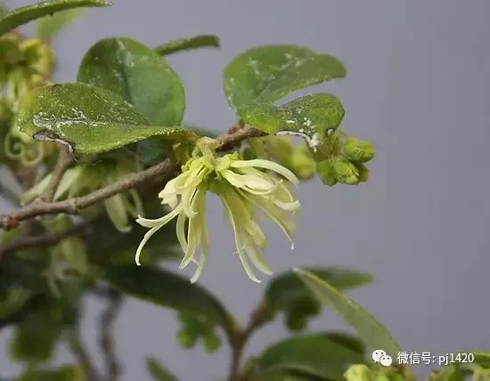 天下花木美,美極了!