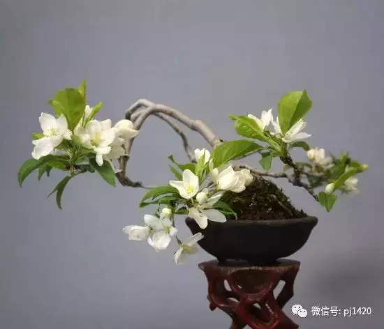 天下花木美,美極了!
