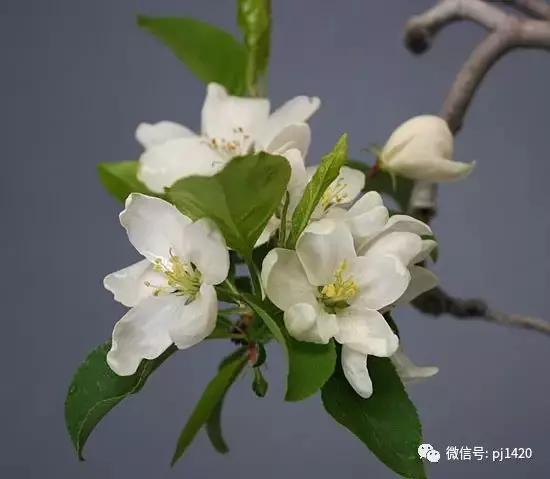 天下花木美,美極了!