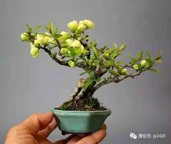 天下花木美,美極了!
