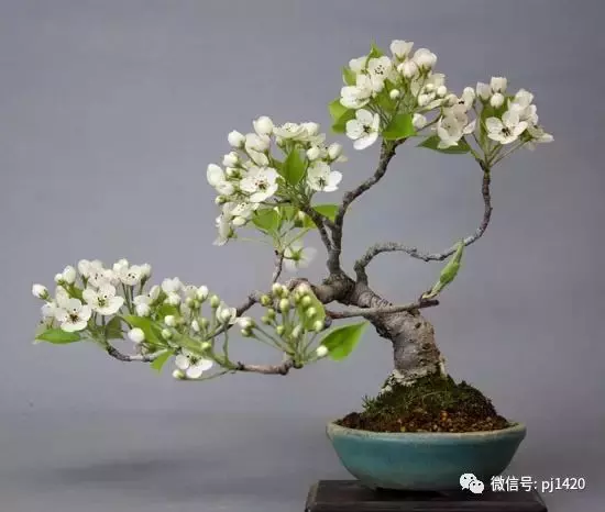 天下花木美,美極了!