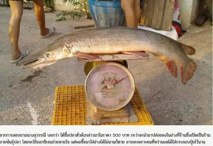 泰市場驚見神秘古生物「半鱷半魚」存在地球1億年