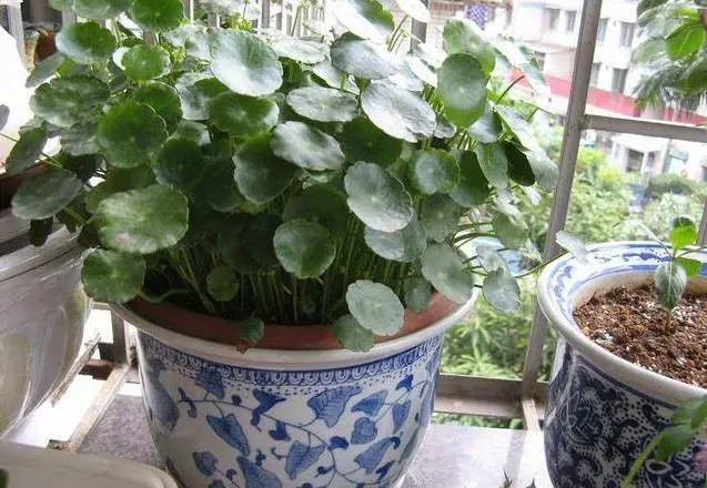 尿酸高要記住,多喝3水,常吃2果,尿酸只降不升,一天比一天低