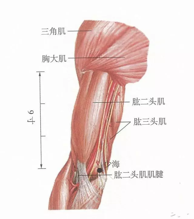 按摩少海,可緩解手顫、高血壓、心功能不全症狀