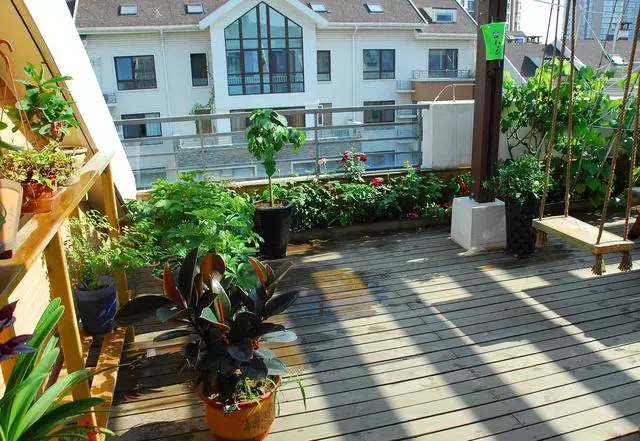陽台上什麼花都能養,唯獨這4種,風水師一看就說不行!