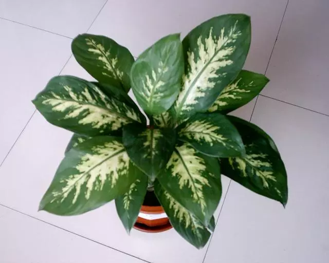 陽台上什麼花都能養,唯獨這4種,風水師一看就說不行!