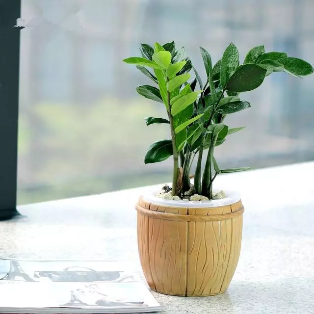 陽台上什麼花都能養,唯獨這4種,風水師一看就說不行!