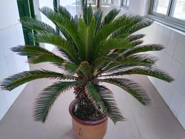 陽台上什麼花都能養,唯獨這4種,風水師一看就說不行!