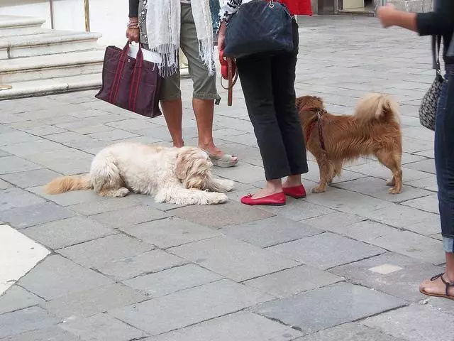 狗狗散步遇到壞狗,有多遠躲多遠,不要和壞狗玩