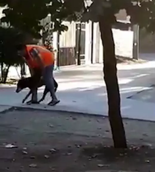 20歲老狗站不住,主人扶著它走路!每天照顧母親還遛狗不容易啊