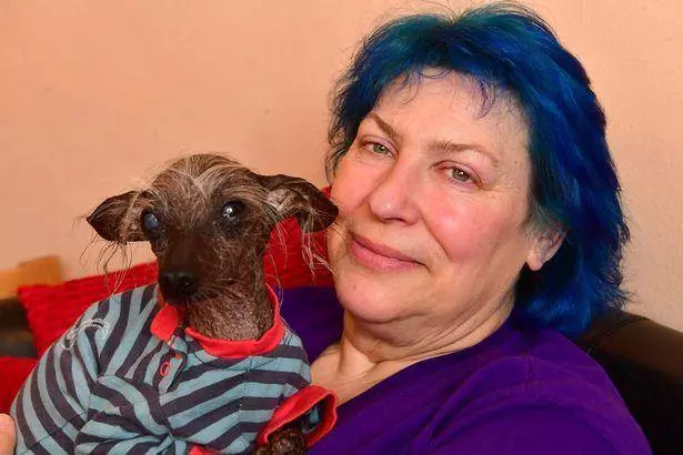 英國最丑的狗狗,中國無毛犬chase去世,主人高興它終於不用受苦