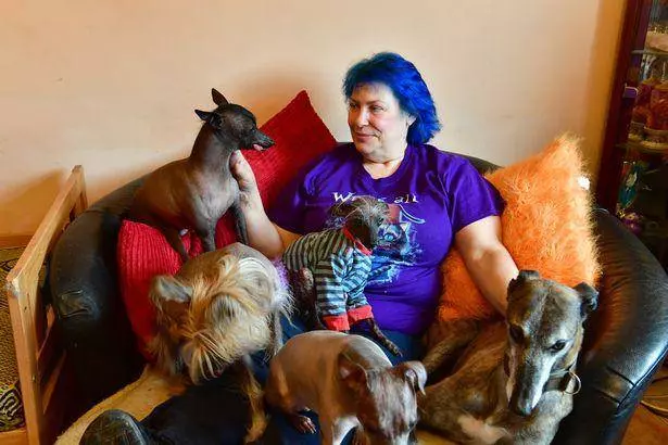 英國最丑的狗狗,中國無毛犬chase去世,主人高興它終於不用受苦
