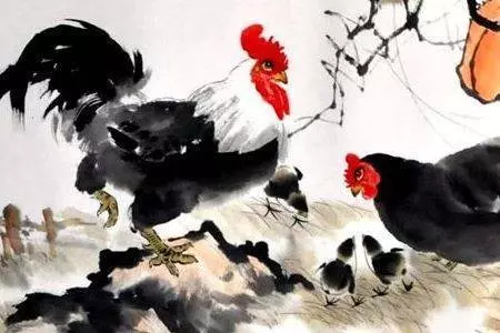 家裡有屬雞的人嗎,有你就不得了了