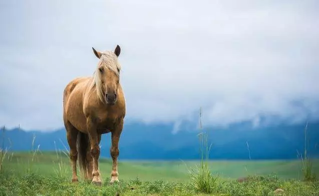 身邊有屬馬的人,請珍惜他們!屬馬的人馬上要發啦~