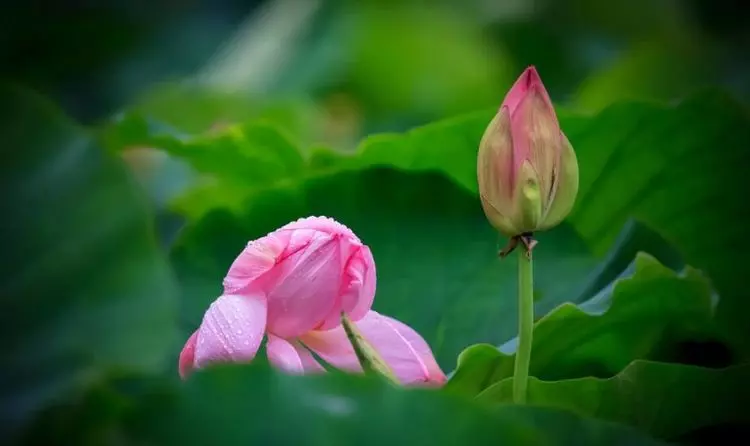 3月28號起成功逆襲,好運常伴身邊,鈔票蹭蹭漲的6大生肖!