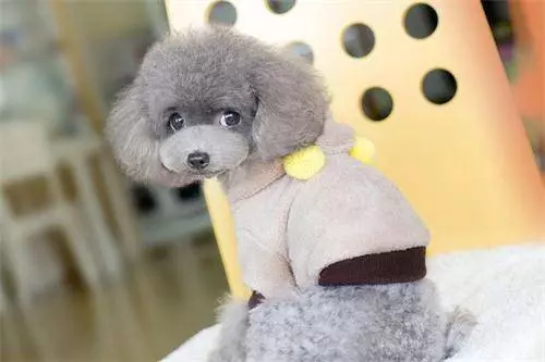 貴賓犬突然拉稀水,貴賓犬拉稀突然跟水一樣