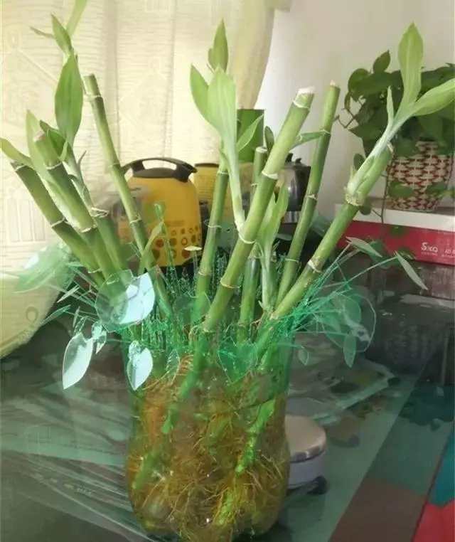 雪碧瓶別丟了,剪個口子拿來養花,一點不比買得花盆差!
