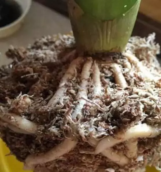 養花人多,但「會養花」的很少,這些養花寶物,你用過嗎?