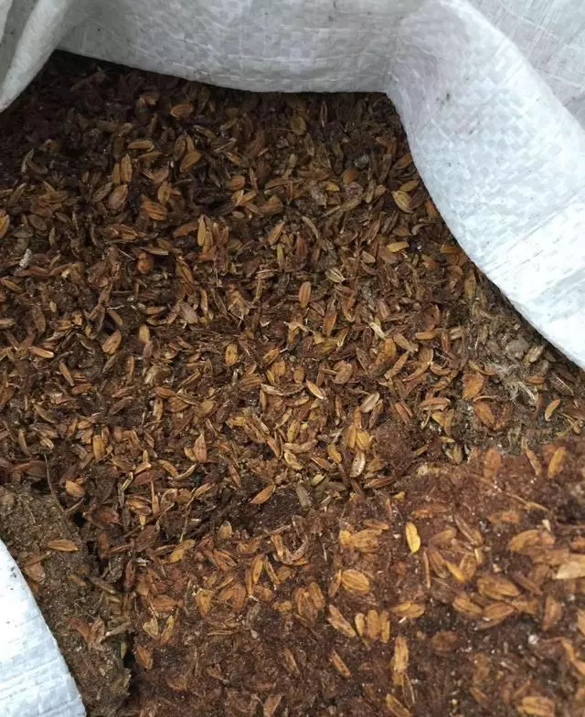 別再用淘米水和黃豆水了,這個天,出門找找蚯蚓,花就有的吃