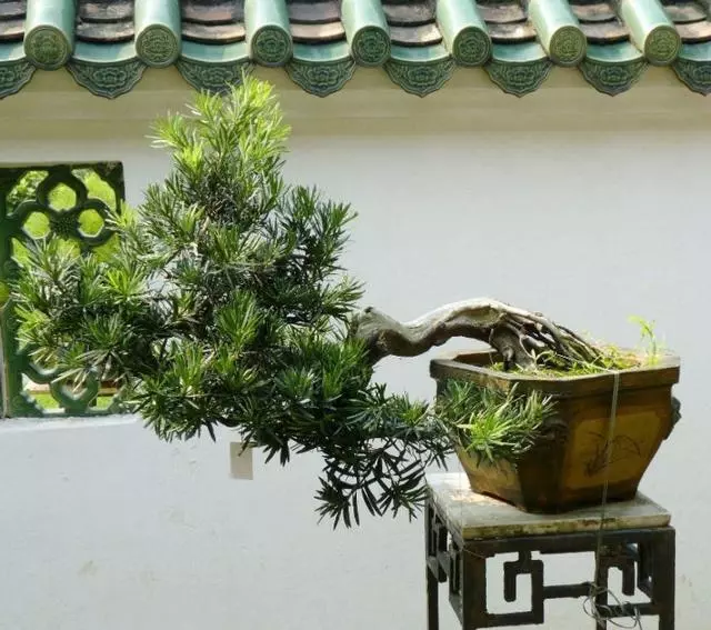 春季這樣做,羅漢松盆景會更美!
