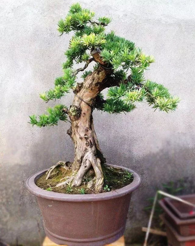 春季這樣做,羅漢松盆景會更美!