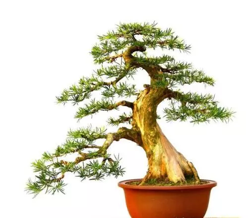 春季這樣做,羅漢松盆景會更美!