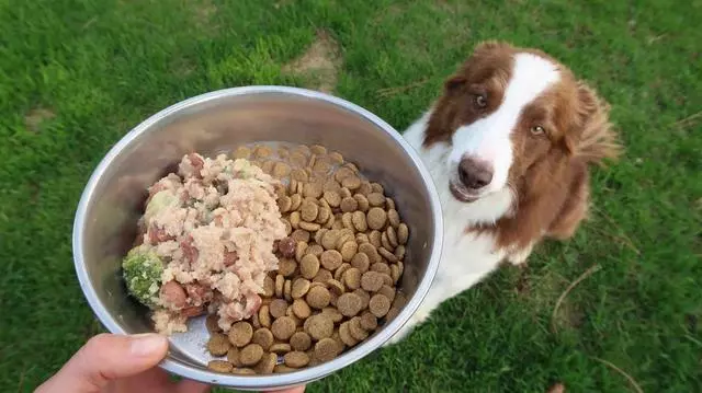 素食主義盛行,寵物也不被放過,狗狗可以像人類一樣成為素食者嗎