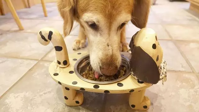 素食主義盛行,寵物也不被放過,狗狗可以像人類一樣成為素食者嗎