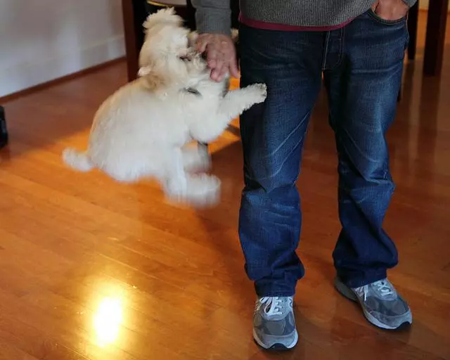 狗狗得寸進尺的行為,主人不知道,還每天強化它的壞習慣