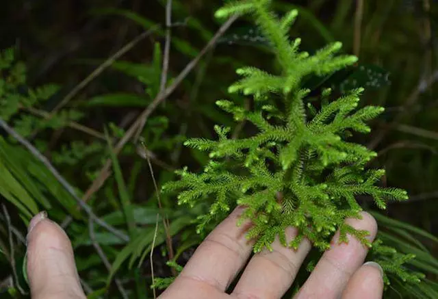 【伸筋草】的神奇功效與作用治關節酸痛及四肢麻木,家有【關節痛】的人要知道