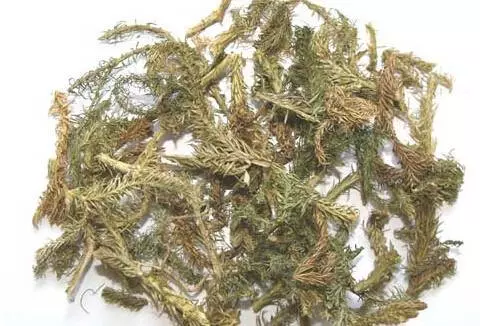 【伸筋草】的神奇功效與作用治關節酸痛及四肢麻木,家有【關節痛】的人要知道