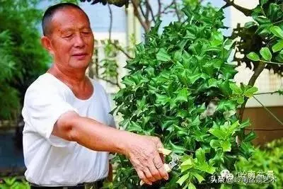 菜鳥講堂丨盆花在什麼季節修剪好?