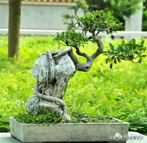 菜鳥講堂丨盆花在什麼季節修剪好?