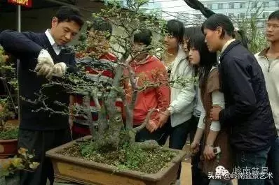 菜鳥講堂丨盆花在什麼季節修剪好?