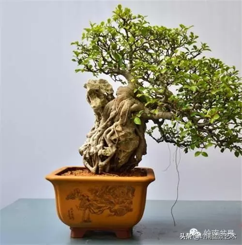 菜鳥講堂丨盆花在什麼季節修剪好?