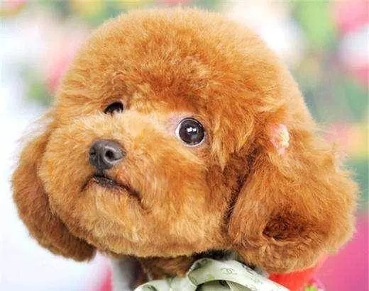 貴賓犬向你求救的5個信號,絕不能忽視!