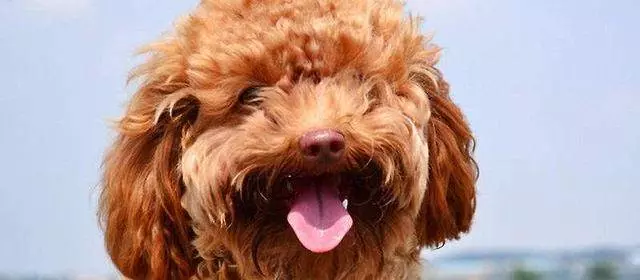 貴賓犬向你求救的5個信號,絕不能忽視!