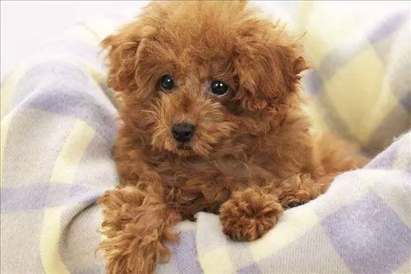 貴賓犬向你求救的5個信號,絕不能忽視!
