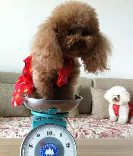 貴賓犬向你求救的5個信號,絕不能忽視!