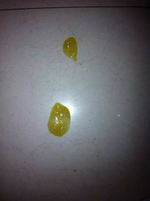 貴賓犬向你求救的5個信號,絕不能忽視!
