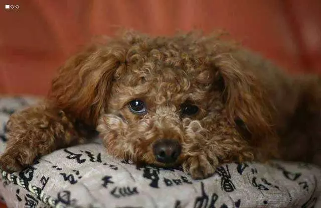 貴賓犬向你求救的5個信號,絕不能忽視!