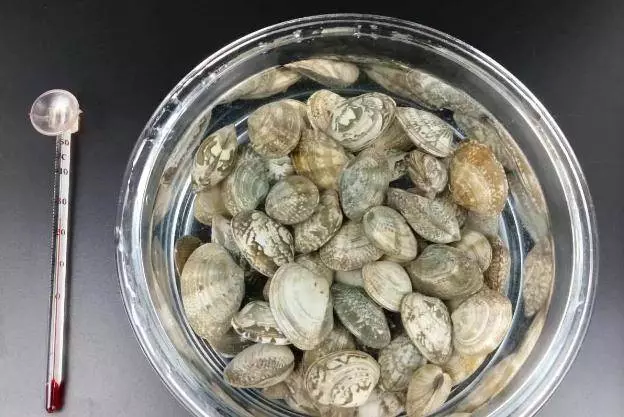 還在用鹽水讓蛤蜊吐沙?太慢了, 這裡教你三招快速的,讓蛤蜊吐沙又快又徹底