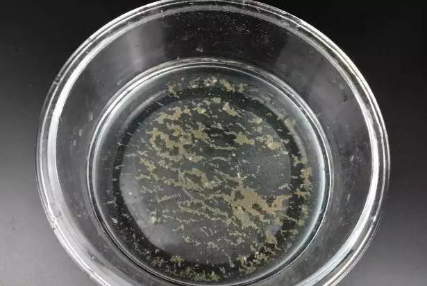 還在用鹽水讓蛤蜊吐沙?太慢了, 這裡教你三招快速的,讓蛤蜊吐沙又快又徹底