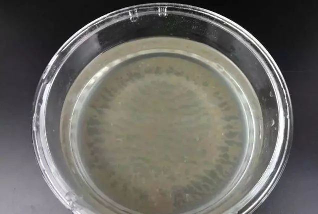 還在用鹽水讓蛤蜊吐沙?太慢了, 這裡教你三招快速的,讓蛤蜊吐沙又快又徹底